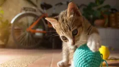 Consejos para el cuidado de gatos