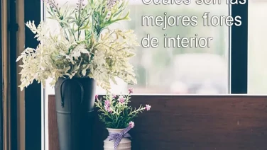 Cuales son las mejores flores de interior