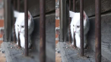 Cómo usar la característica Blur en Photoshop CC