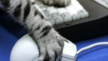Google Sonidos de Animales