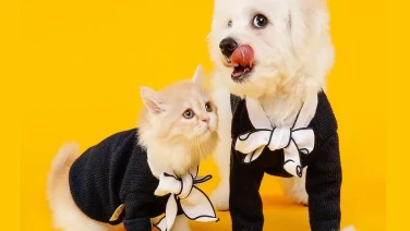 ¿En qué artículos para gatos y perros merece la pena invertir?