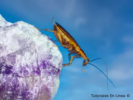 ¿Tienes cucarachas alemanas en la cocina? Descubre por qué aparecen y cómo eliminarlas de forma rápida y eficaz